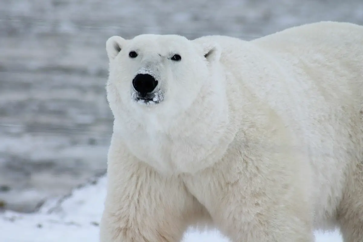 10 Animals That Live In The Coldest Conditions