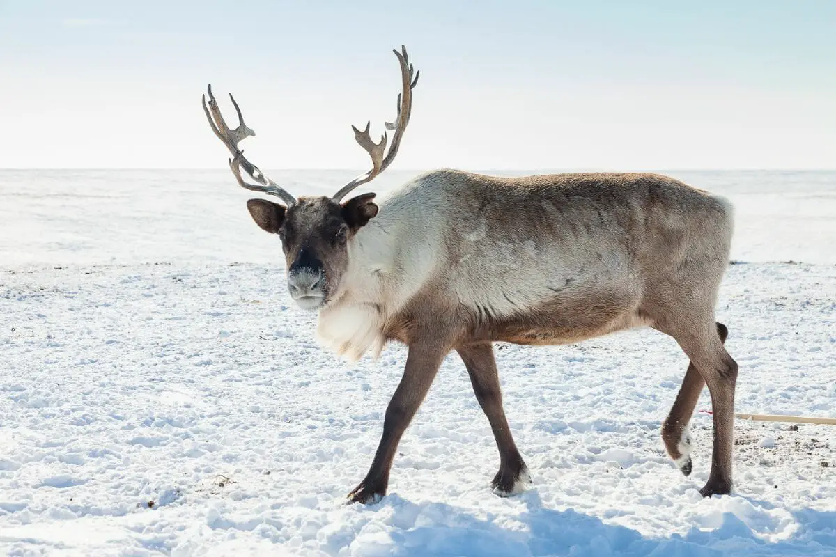10 Animals That Live in The Coldest Conditions (1)