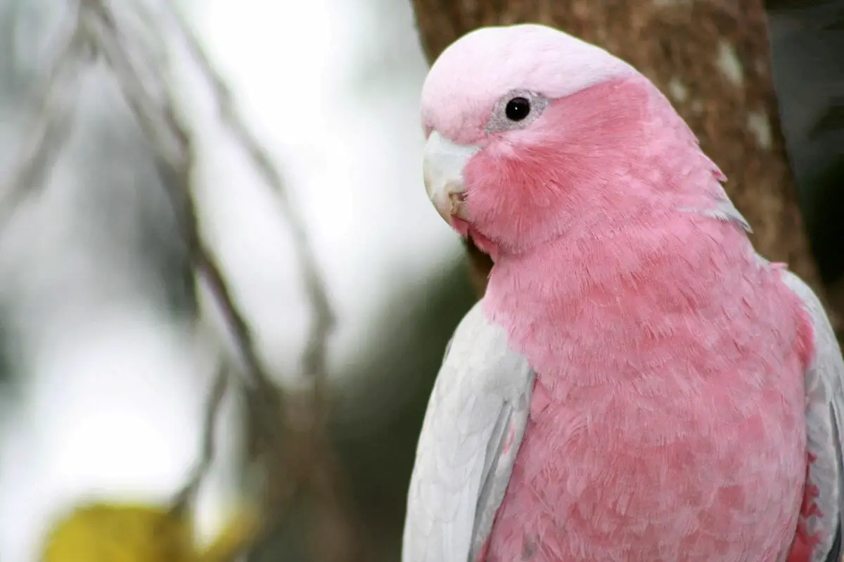 10 Birds That Start With G