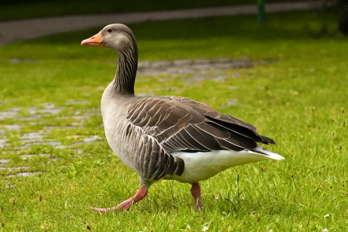 10 Different Types Of Goose