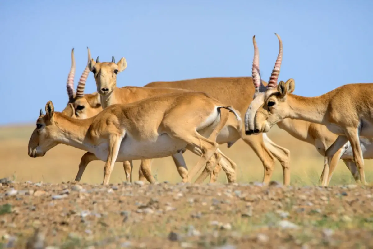 11 Incredible Animals That Call The Steppe Their Home