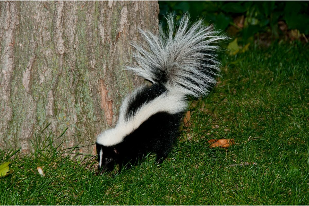 12 Different Types Of Skunks