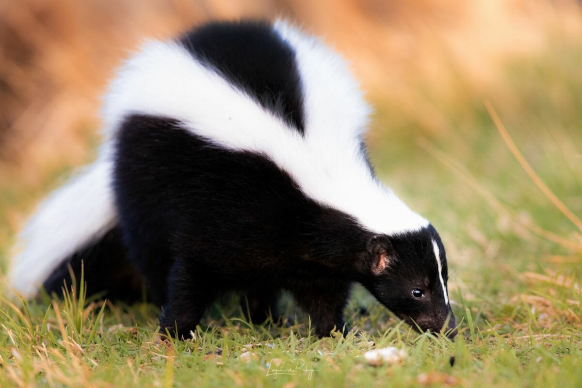 12 Different Types Of Skunks
