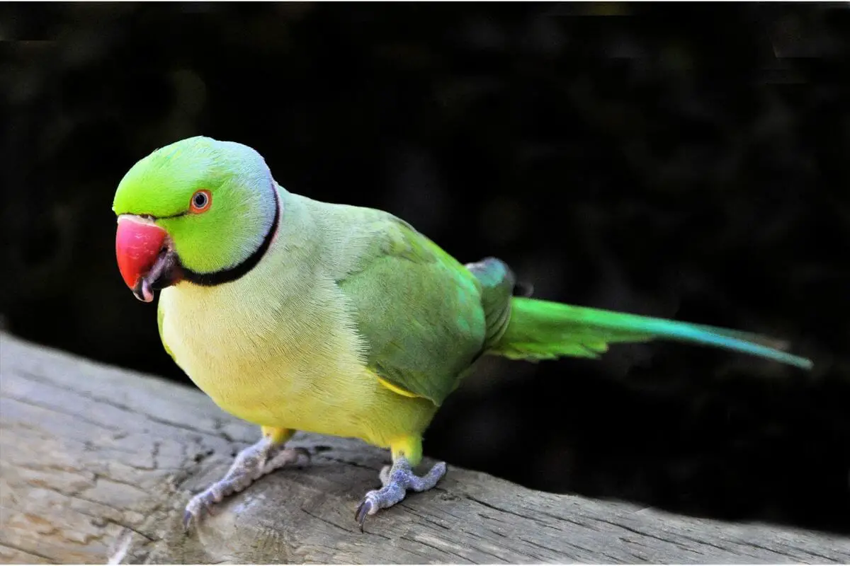 12 Stunning Types Of Parrots (1)
