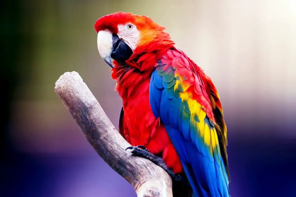12 Stunning Types Of Parrots