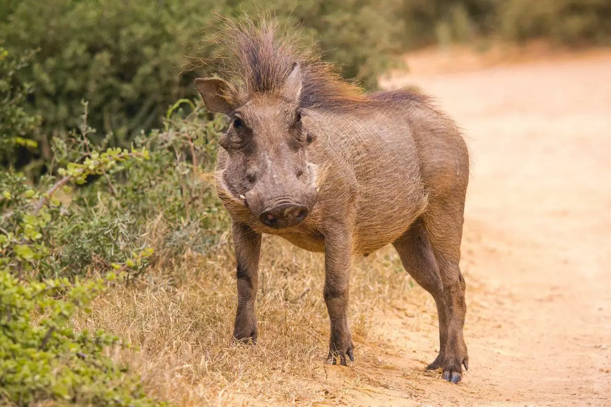 13 Awesome Animals That Live In A Savanna - Cool Wood Wildlife Park