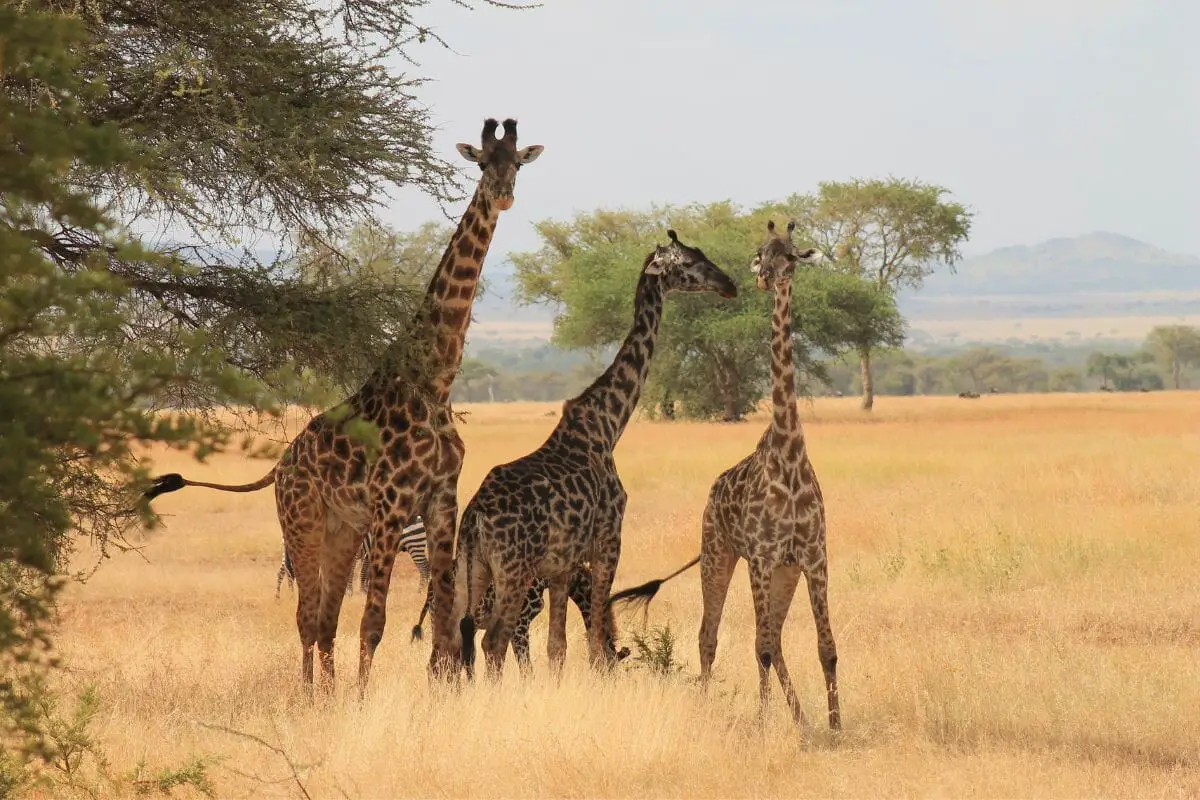 13 Awesome Animals That Live In A Savanna
