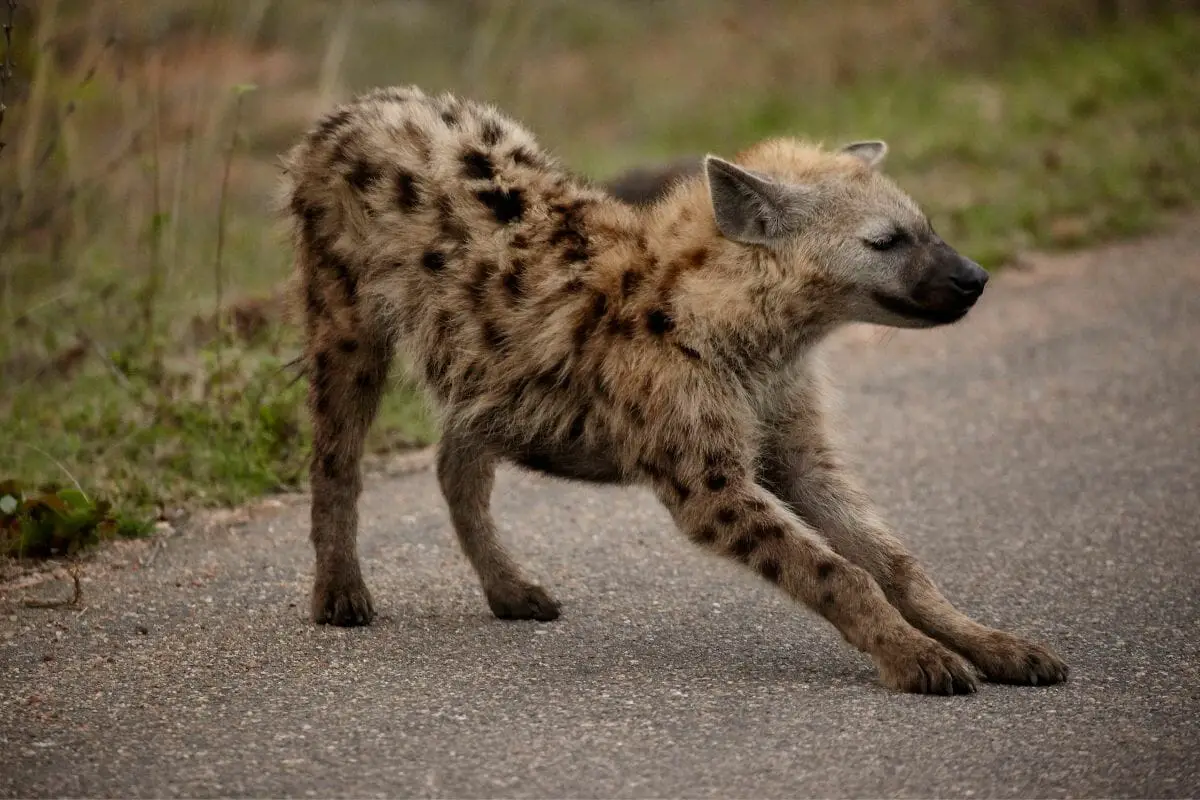 13 Awesome Animals That Live In A Savanna
