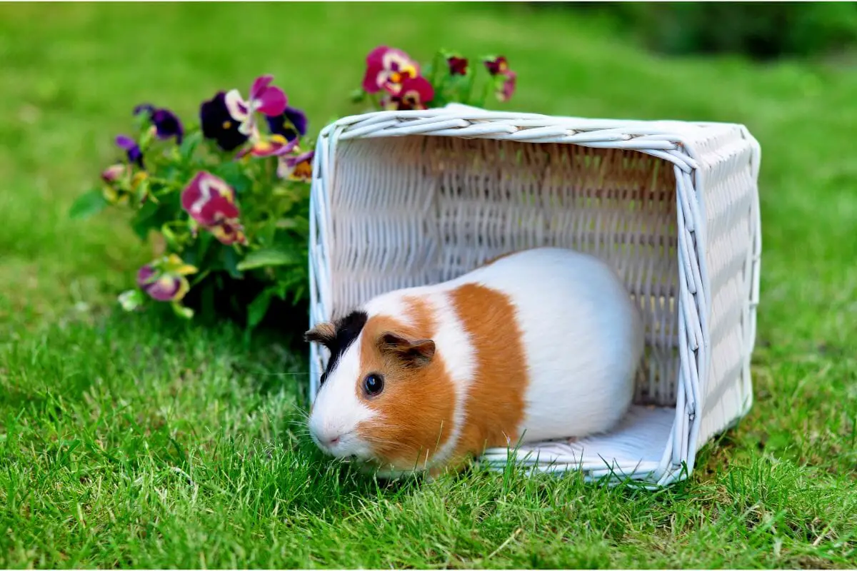 17 Types Of Fluffy, Fabulous Guinea Pigs