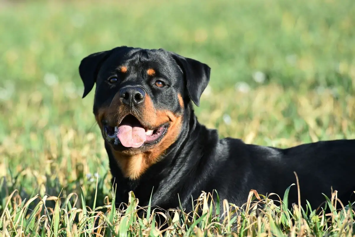 3 Different Types Of Rottweiler