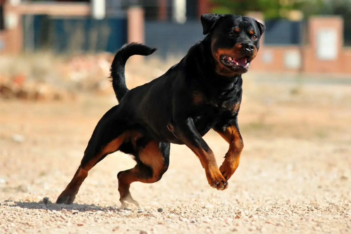 3 Different Types Of Rottweiler 
