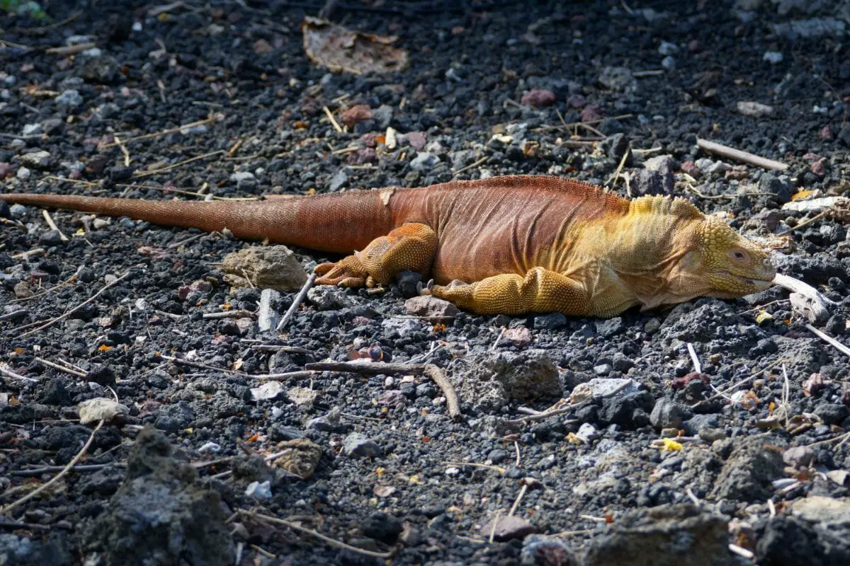 4 Surprising Animals That Live In Volcanoes
