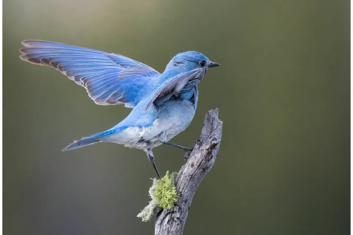 4 Types Of Bluebirds You Might Not Know