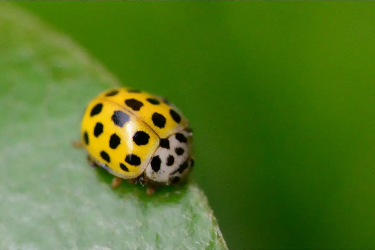 4. The Asian Ladybug