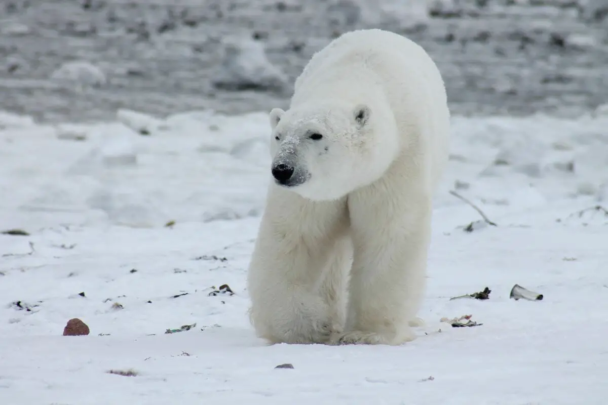 7 Arctic Animals You Should Know About