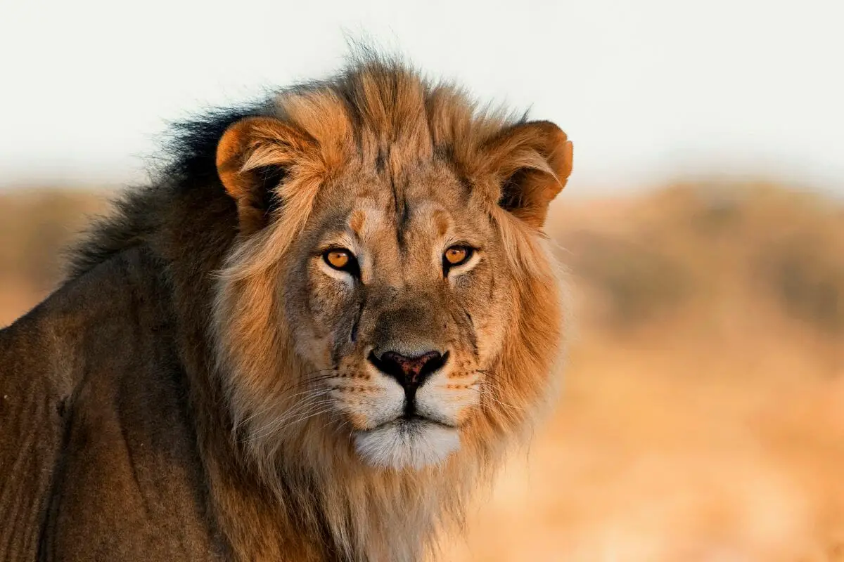 7 Awesome Animals That Call The Savanna Home