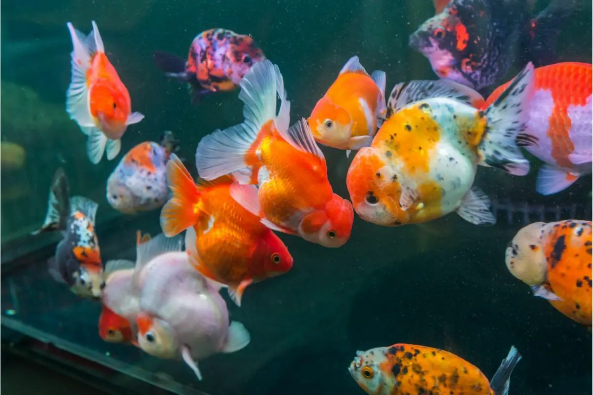 7 Different Types Of Goldfish Breeds