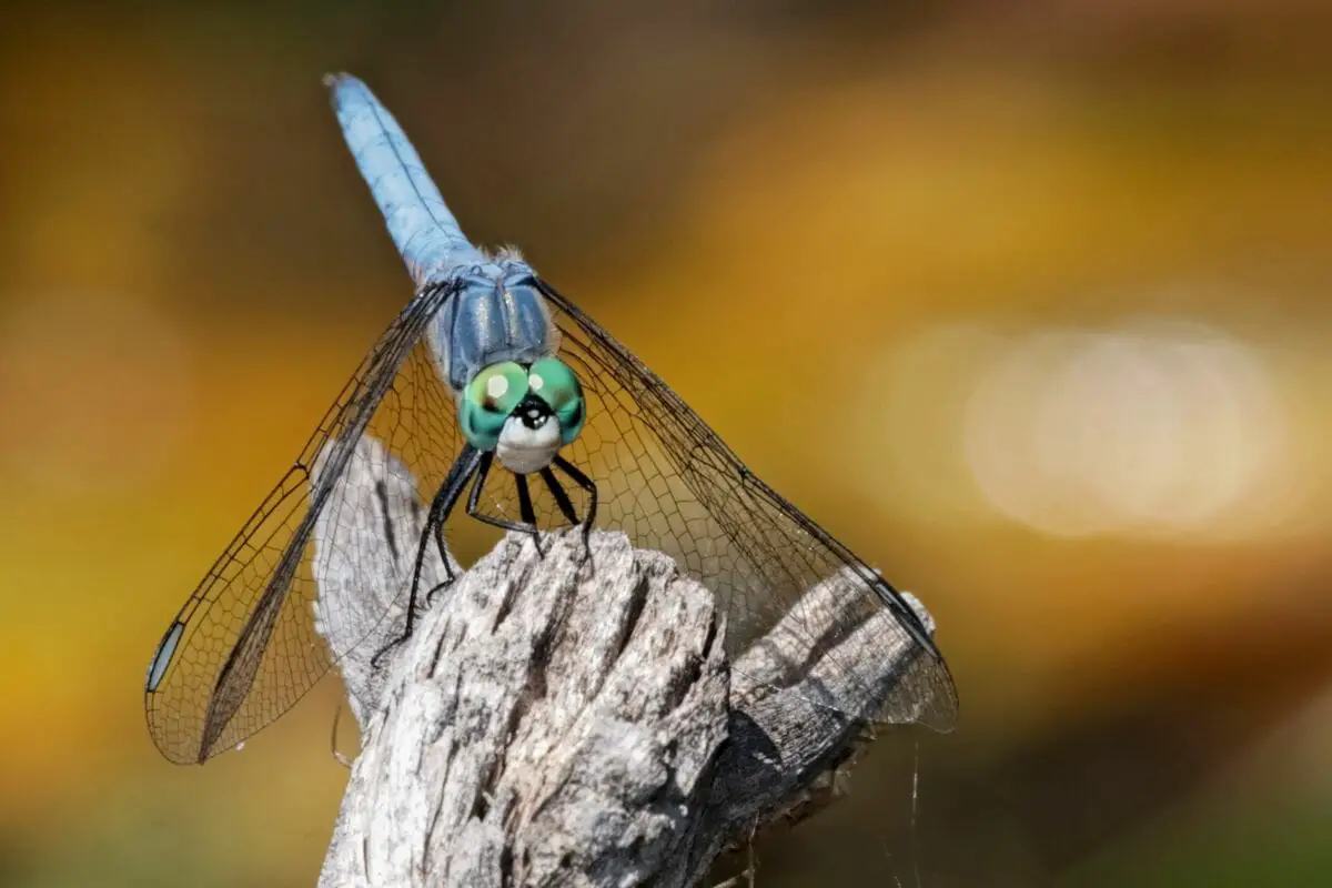 7 Types of Beautiful Dragonflies