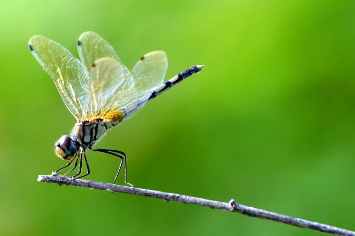 7 Types Of Beautiful Dragonflies