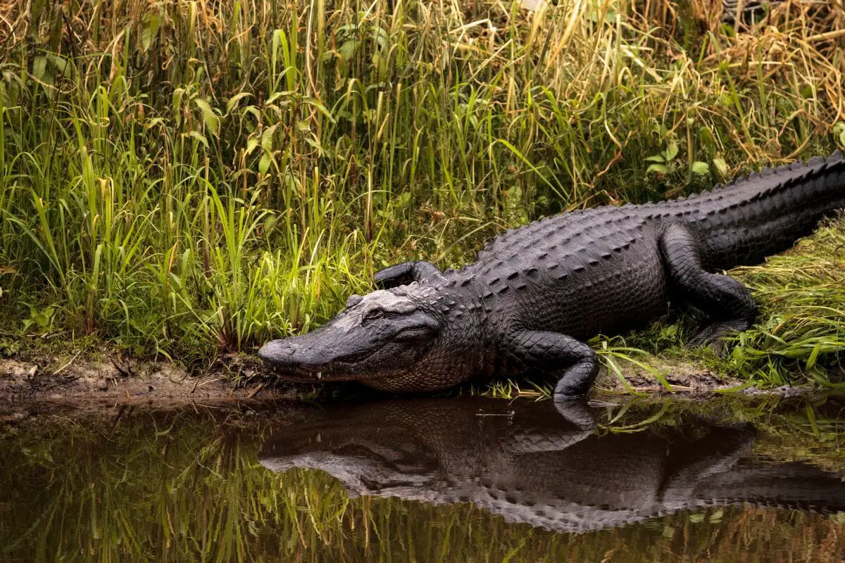 8 Different Animals That Live in the Swamp (1)