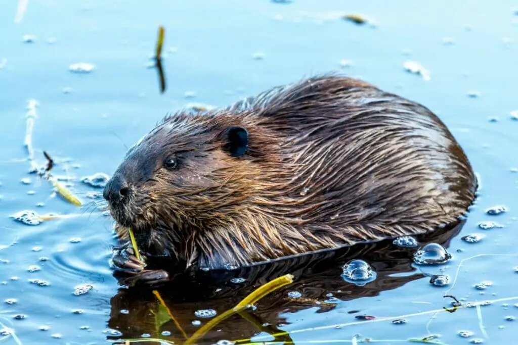 8 Interesting Animals That Live In Wetlands Around The World - Cool