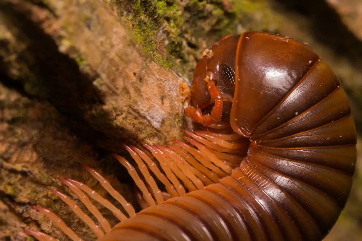 8 Marvelous Types of Millipede You Can Find In the Wild (1)