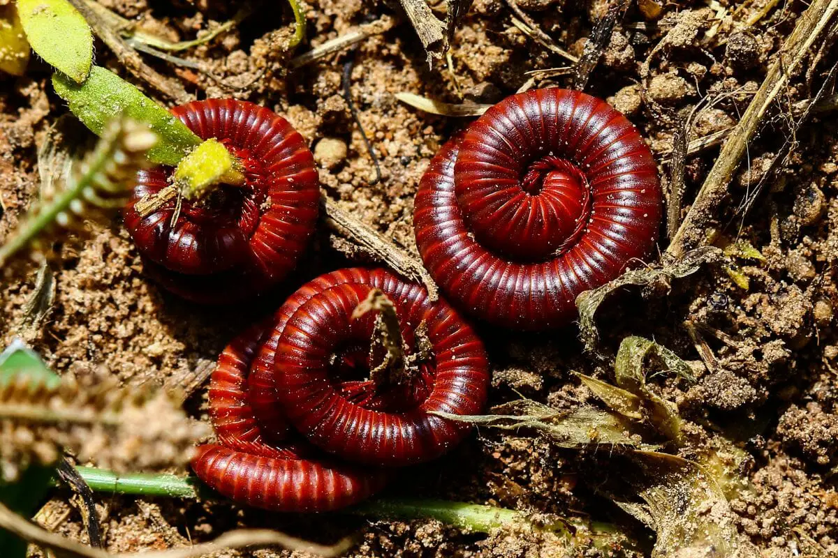 8 Marvelous Types of Millipede You Can Find In the Wild