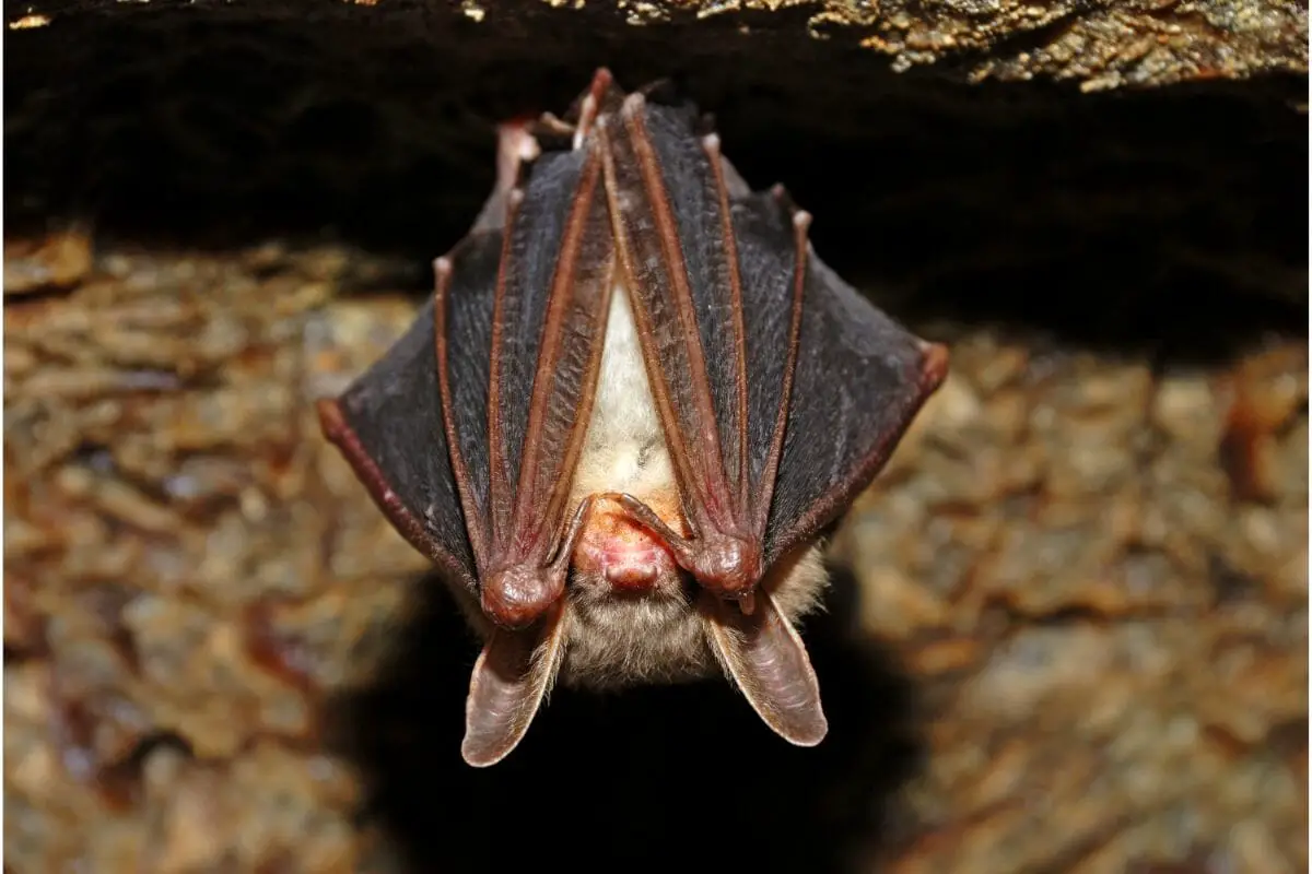 8 Strange Animals That Live In Caves