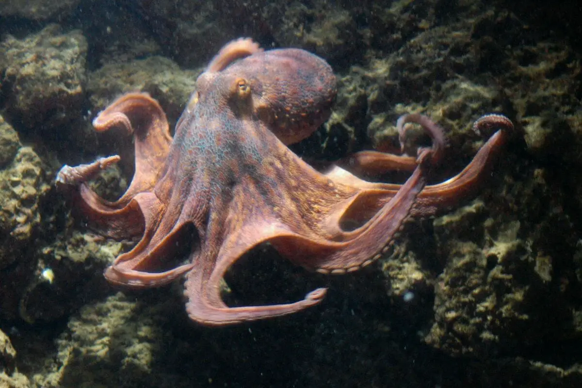 9 Types Of Octopus Species