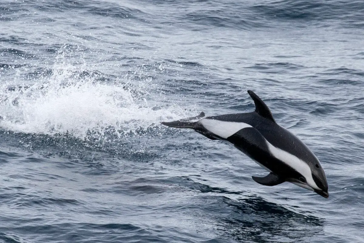 9. Hourglass Dolphin