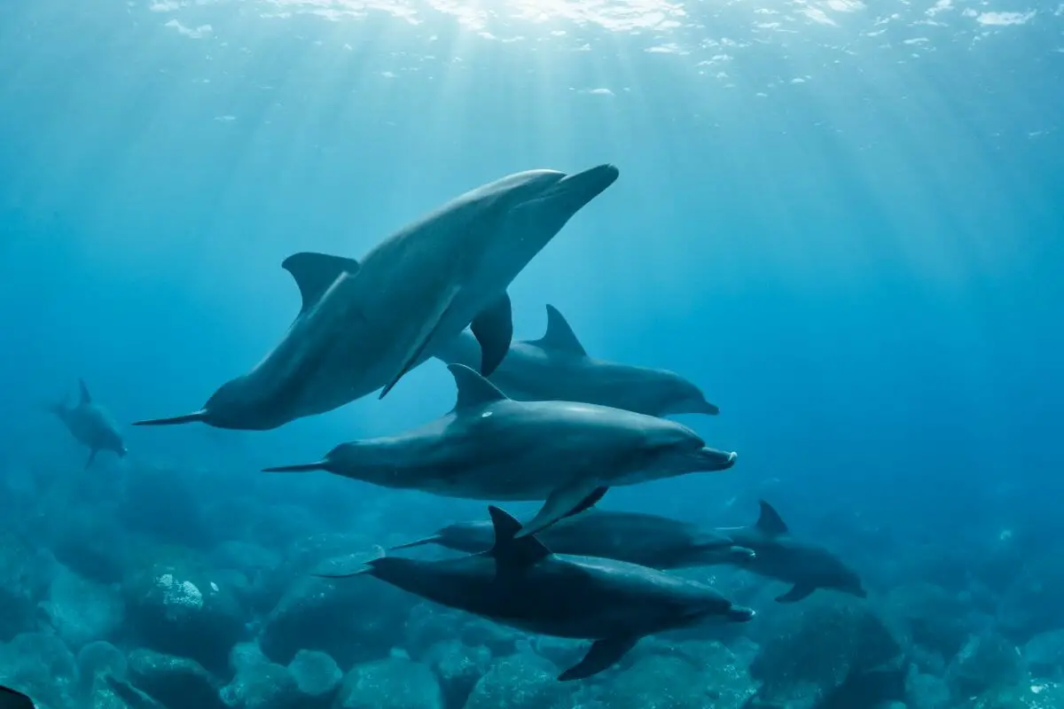 A Guide To 15 Different Species Of Dolphin Around The World