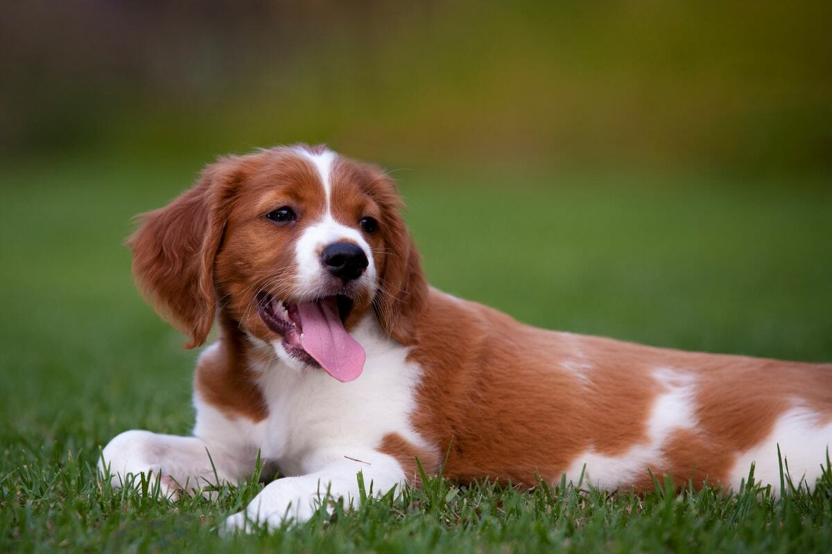 A Guide To The 15 Main Types Of Spaniel (1)