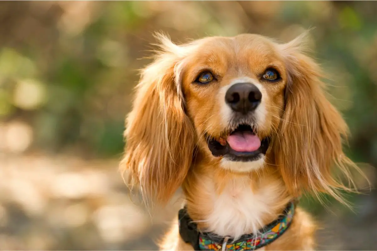 A Guide To The 15 Main Types Of Spaniel