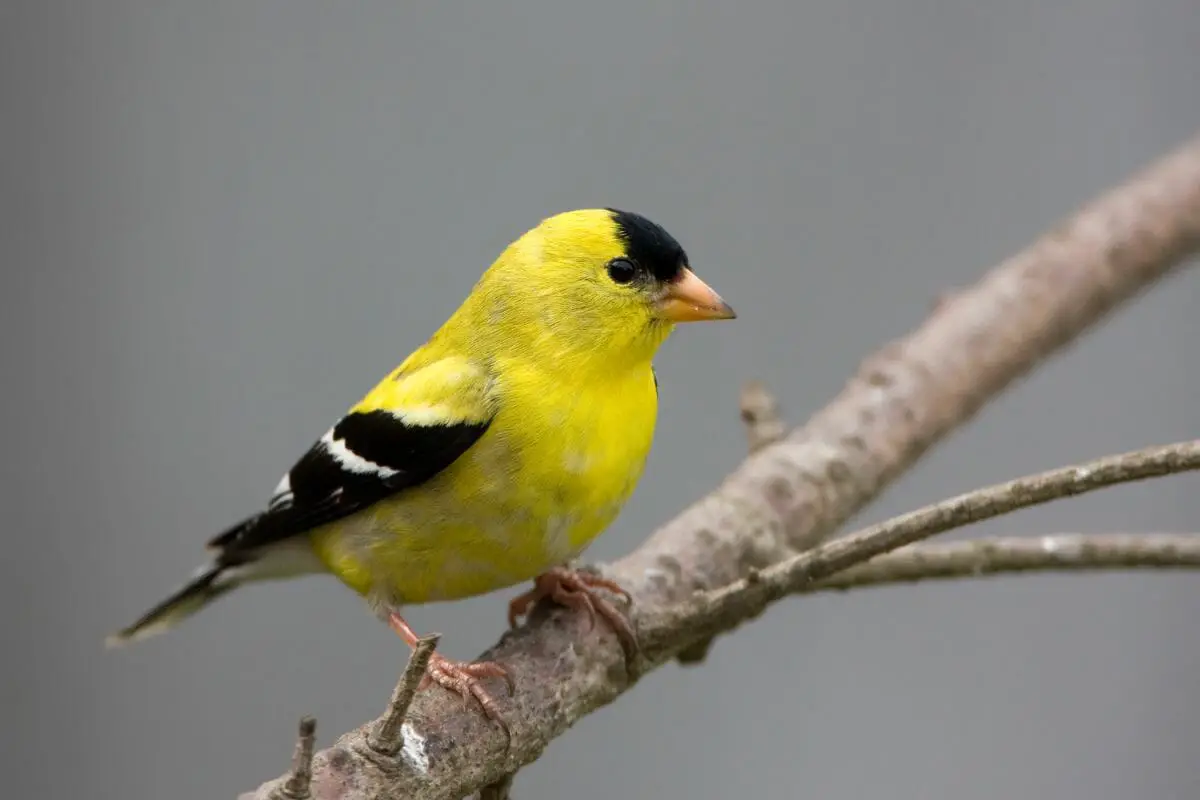 American Goldfinch 