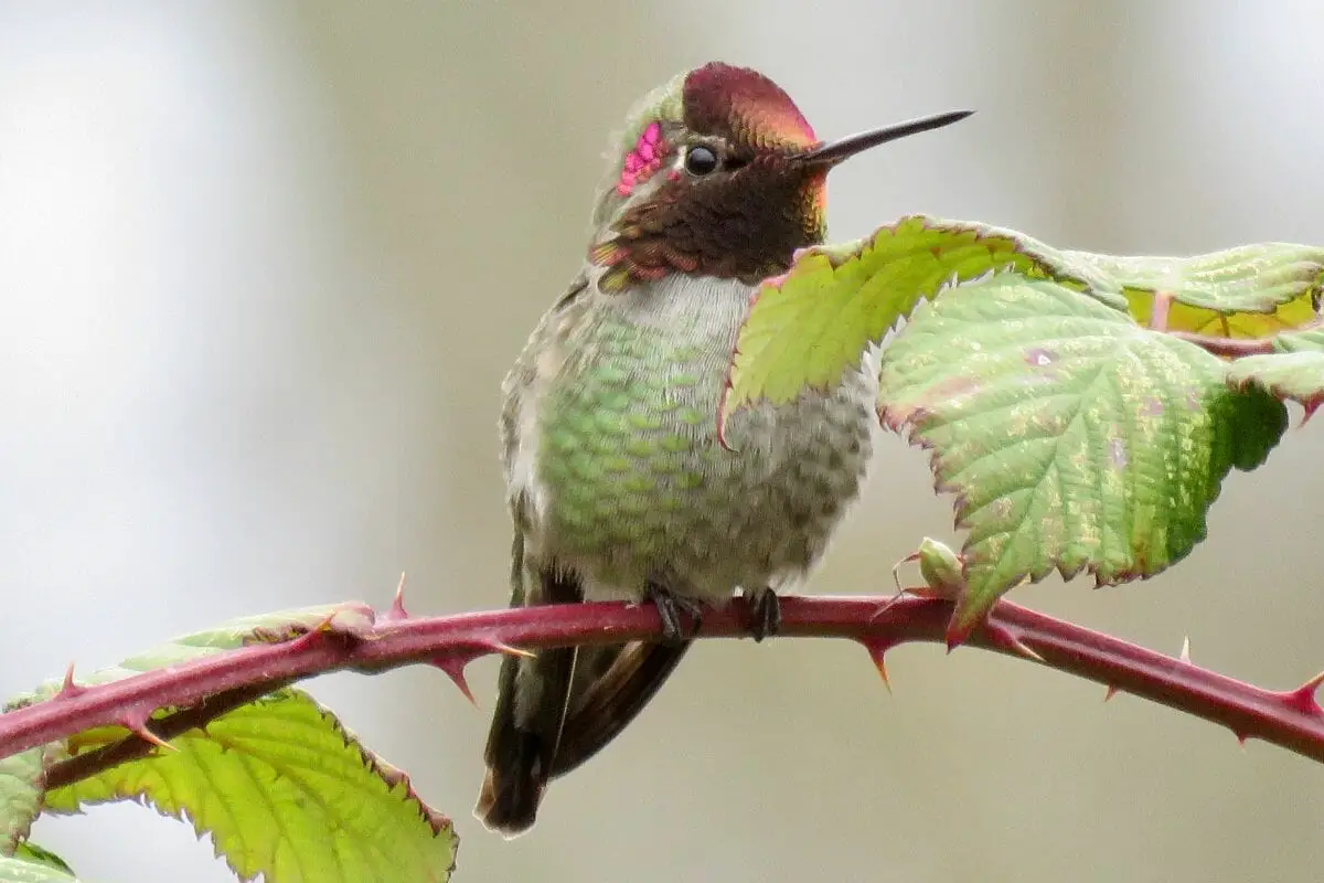 Anna’s Hummingbirds
