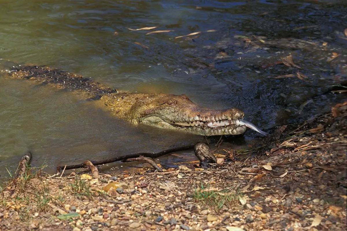 Australian Freshwater Crocodile (Crocodylus Johnstoni)