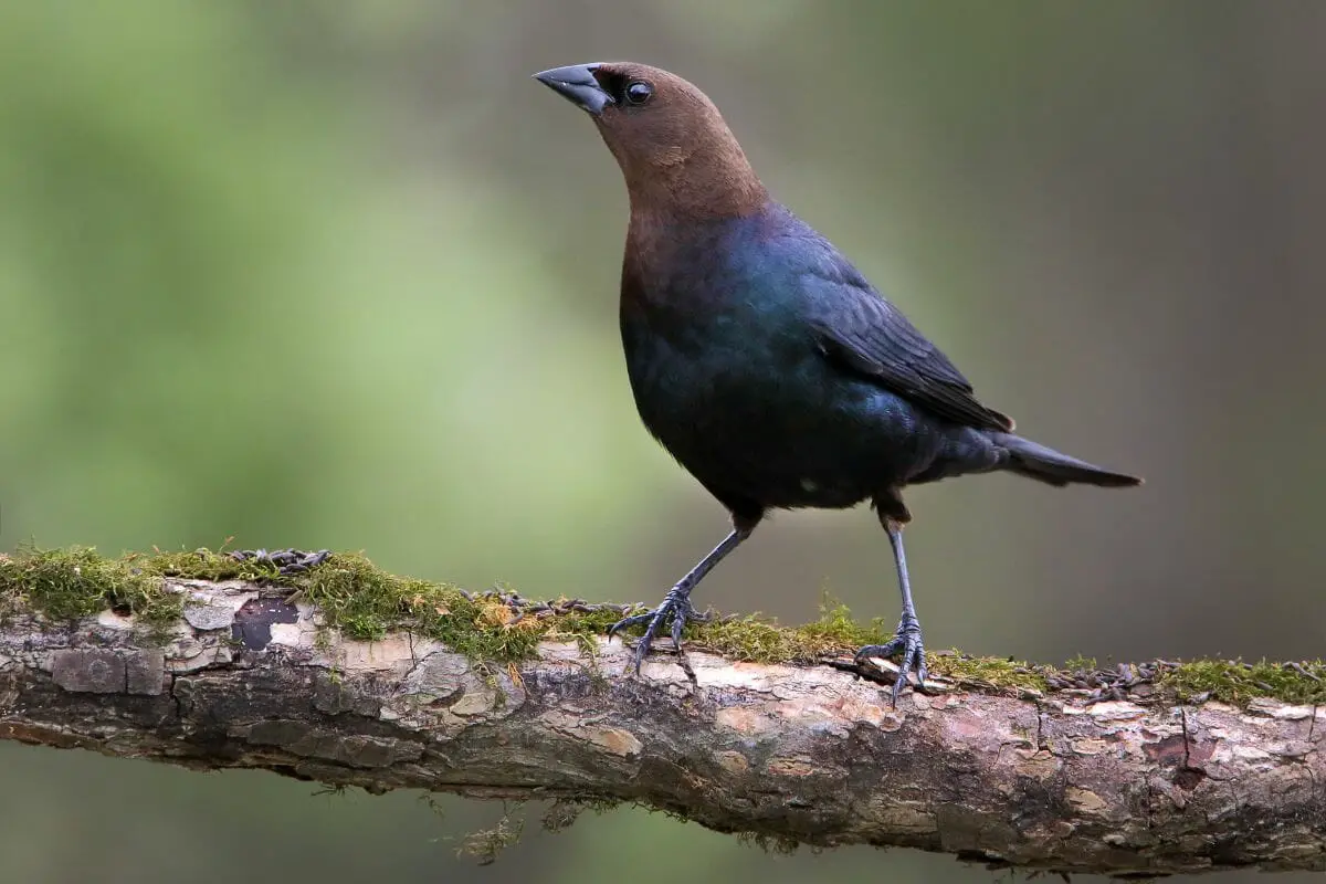 15 Interesting Birds that Start with "B."