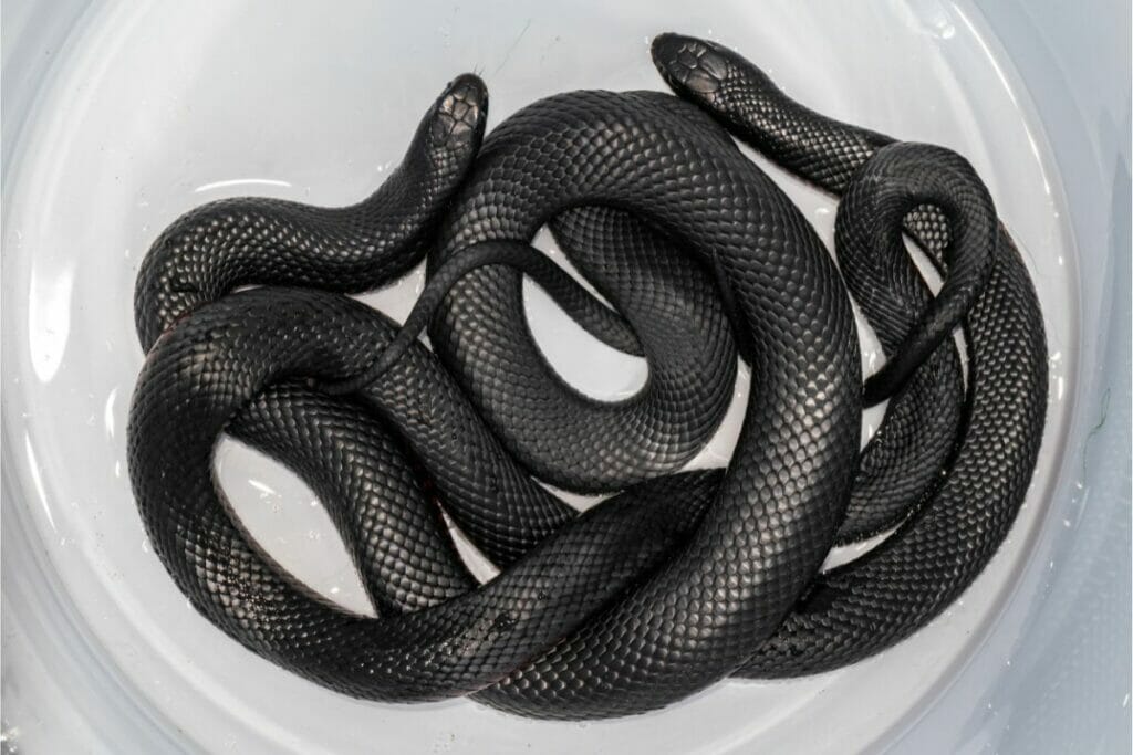 Black Snake Species A Guide To These Striking Snakes