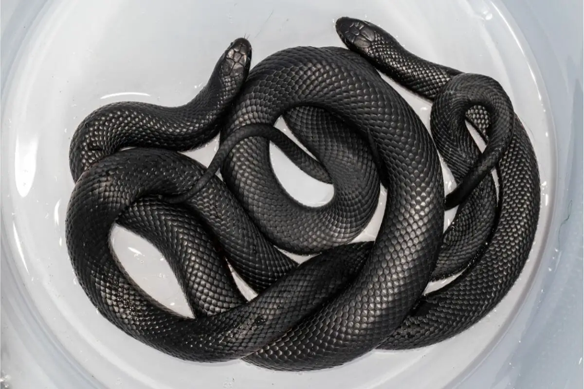 Black Snake Species 