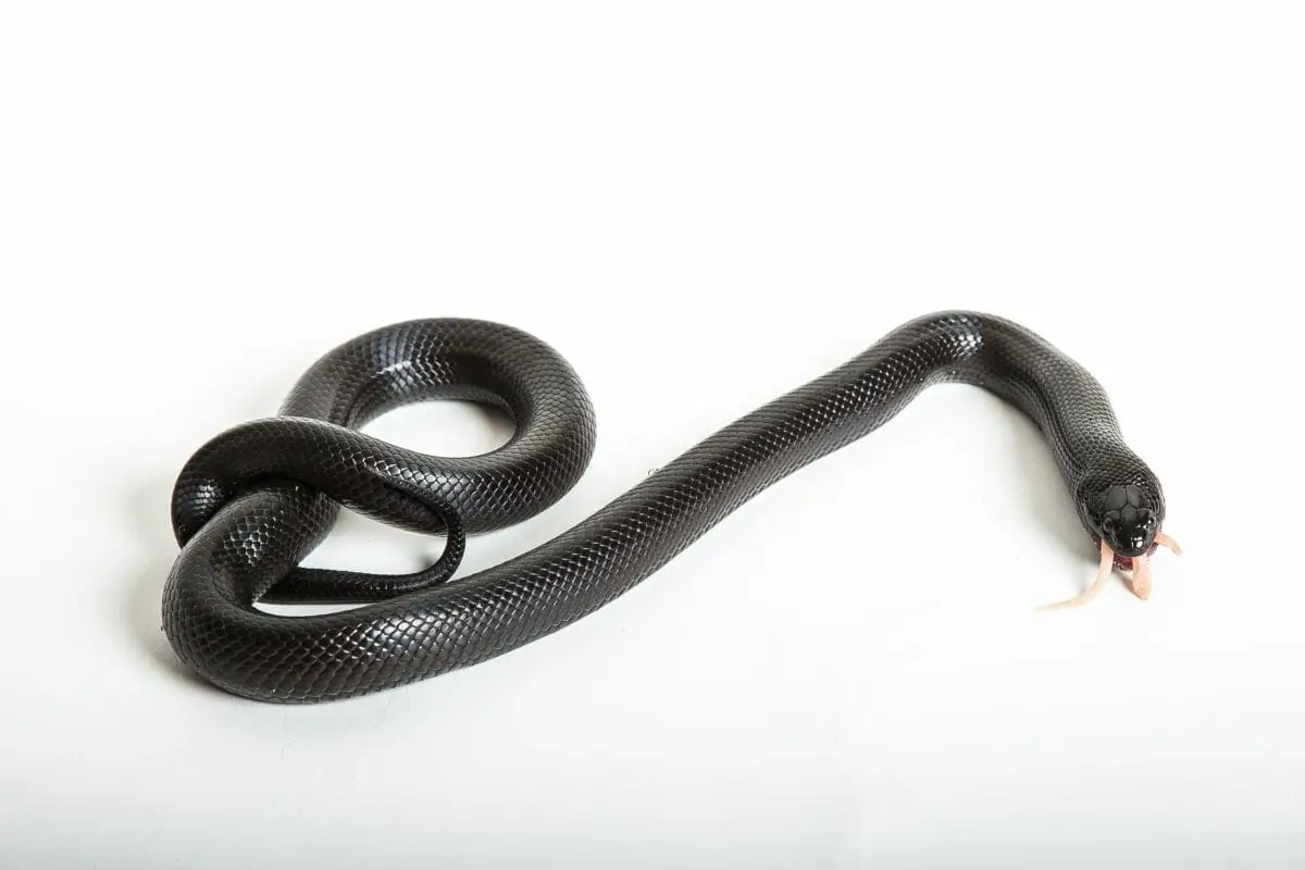 Black Snake Species 