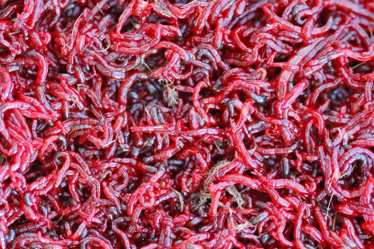 Blood Worms 