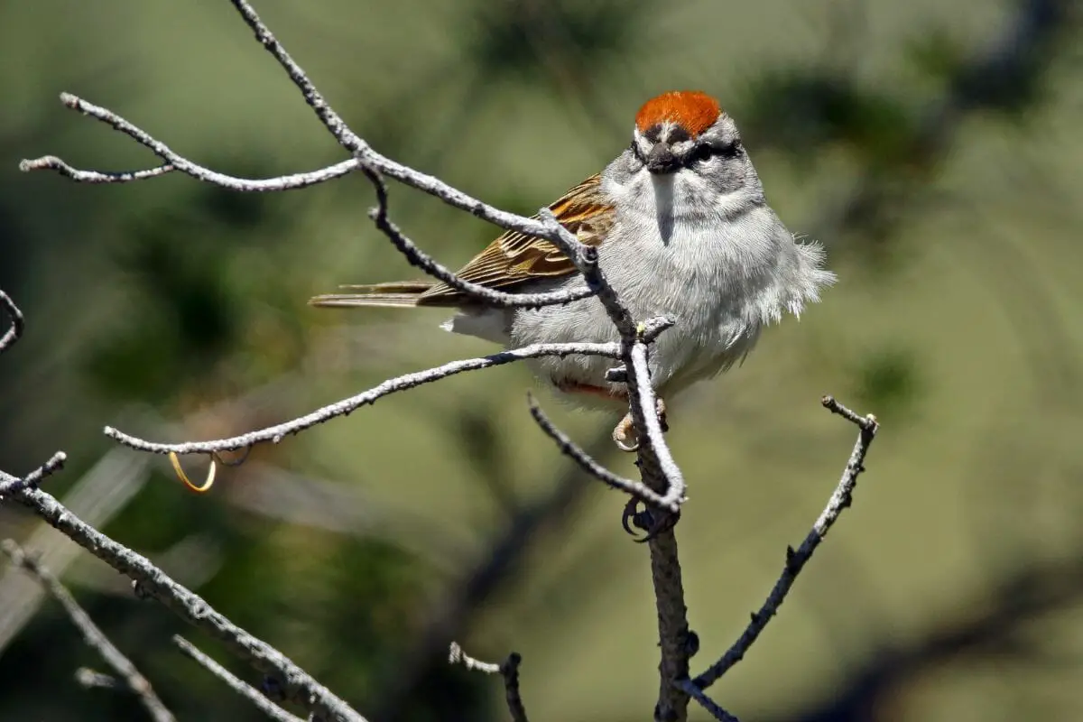 Chipping Sparrow 