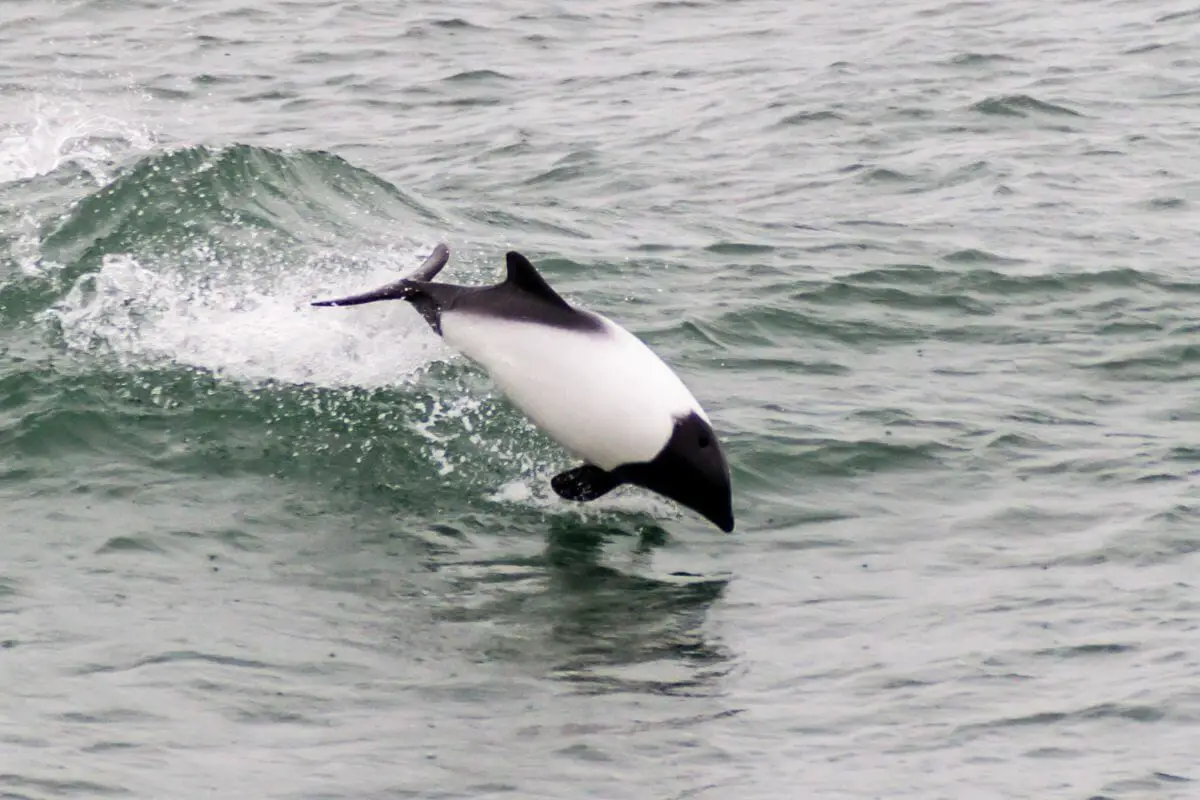 Commerson’s Dolphin