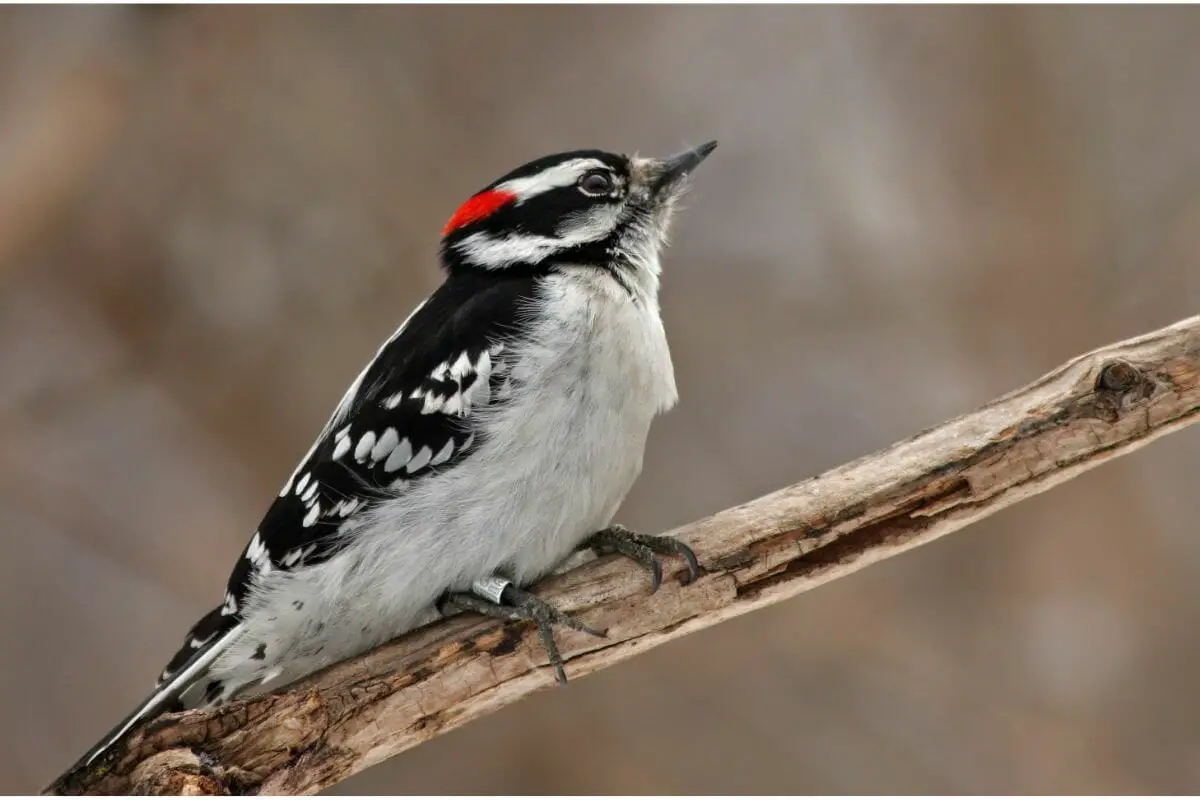 Common Types Of Woodpecker Found In North America