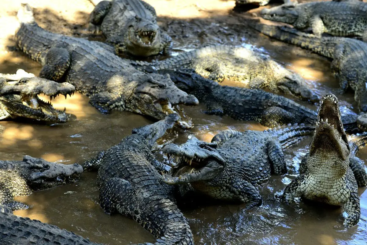 Cuban Crocodile (Crocodylus Rhombifer) 