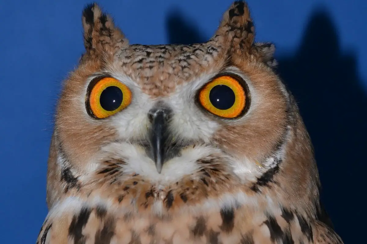 Desert Owl 
