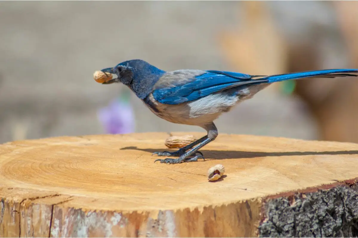 Different Blue Jays You Should Know About!