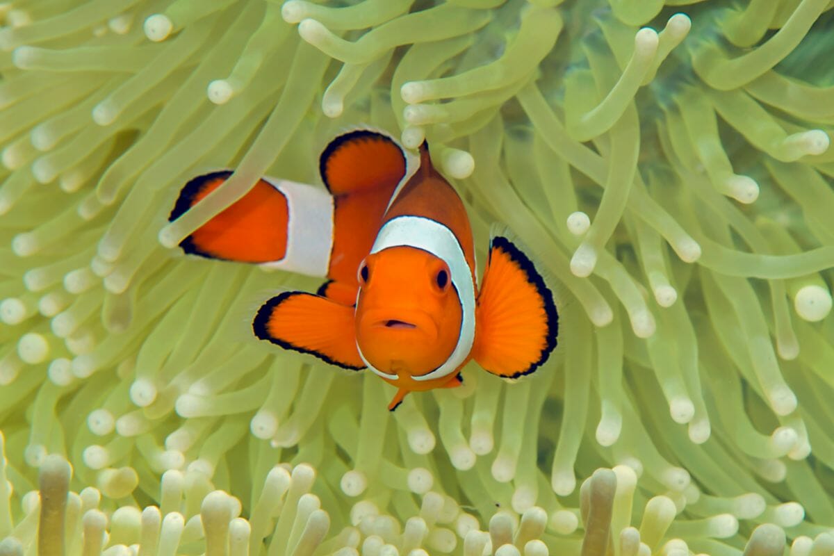 Different Types Of Clownfish You Need To Know About!