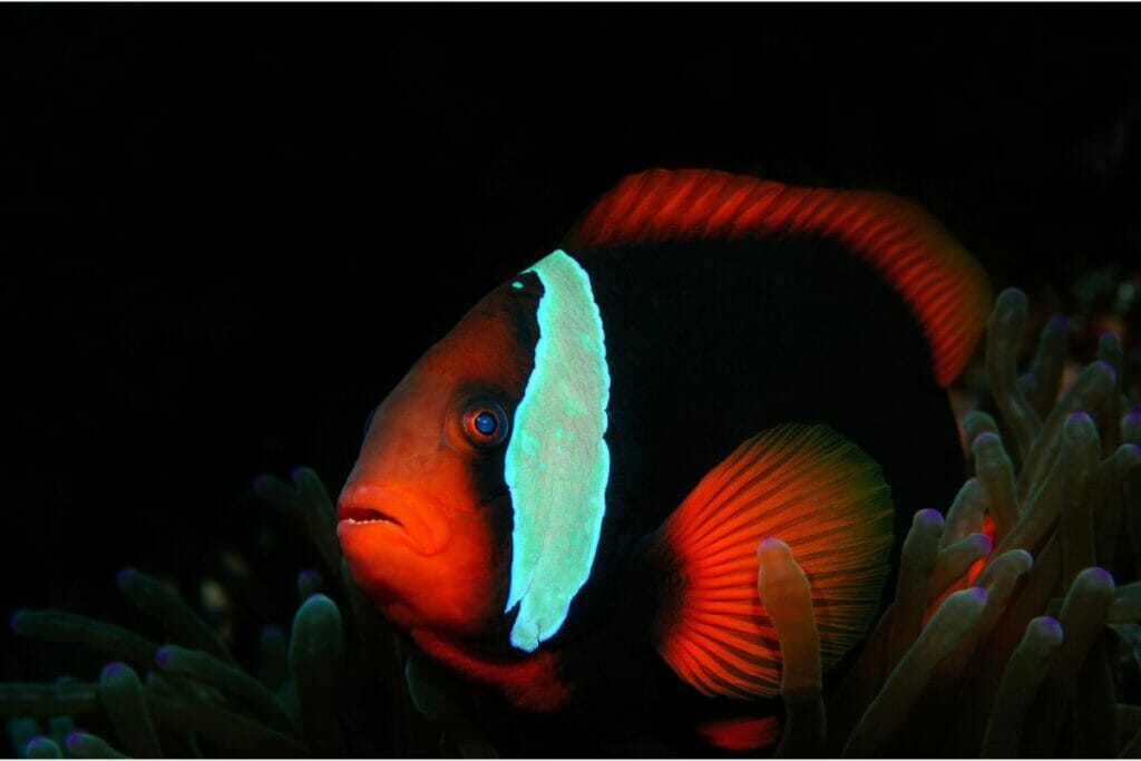 Different Types Of Clownfish You Need To Know About!