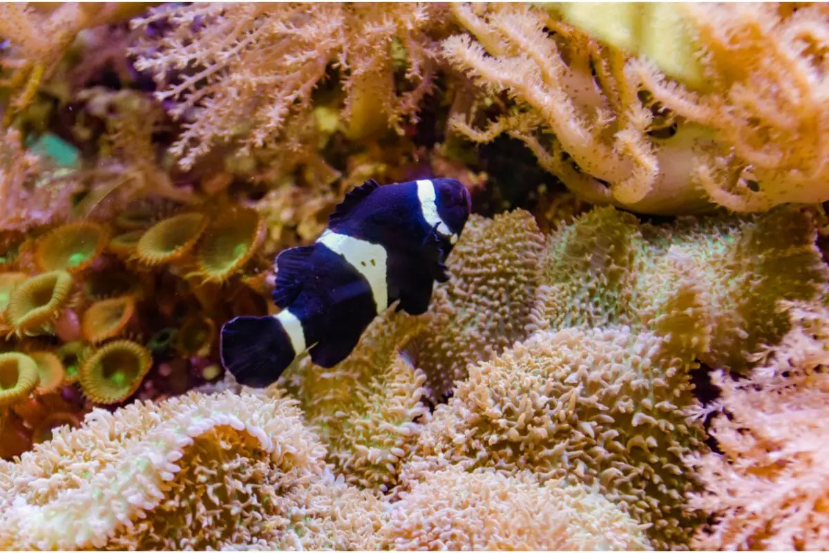 Different Types Of Clownfish You Need To Know About! 